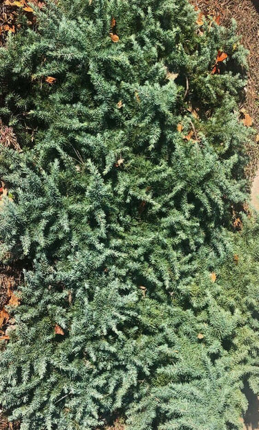 Cedrus deodora 'Prostrate Beauty' - mapleridgenursery